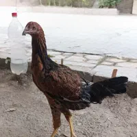 یک عدد جوجه مرغ