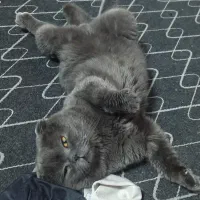 گربه اسکاتیش فولد