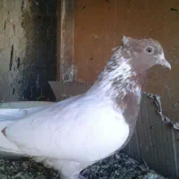 تعدادی کفتر