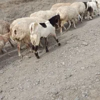 بزغاله نر  عراقی اصل