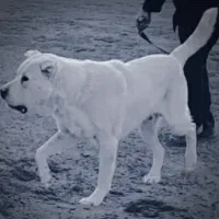 سرابی شش دانگ