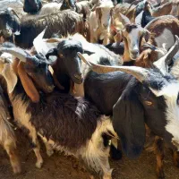 بزغاله فروشی|حیوانات مزرعه|کوهدشت, |دیوار