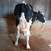 گاوشیری با گوساله