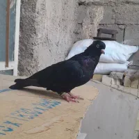 ماهشهر|پرنده|بندر ماهشهر, |دیوار