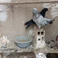 سورور و زرد جم زنجان