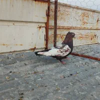 بهبونی|پرنده|شیراز, شریف‌آباد|دیوار