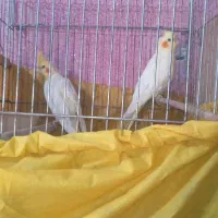 شیبان کوی امام|پرنده|باوی, |دیوار