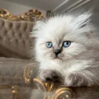 فروش گربه هیمالین