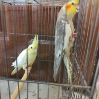 عروس هلندی