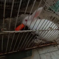 خرگوش چشم شرابی سالم