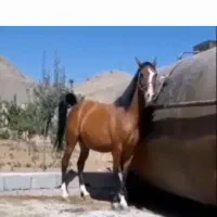 کره مادیون درشوری|اسب و تجهیزات اسبسواری|زرندیه, |دیوار