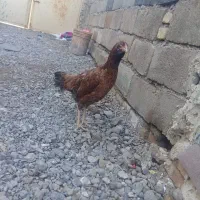 مرغ لاری