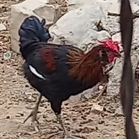 خروس گلین