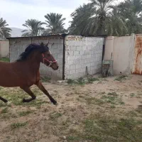 اسب فروشی