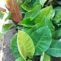 گل و درخت فروشی مطاف|خدمات باغبانی و درختکاری|بندر دیر, |دیوار