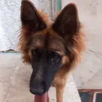 سگ ژرمن|سگ|تاکستان, |دیوار