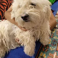 شیتزو ماده|سگ|باغستان, |دیوار