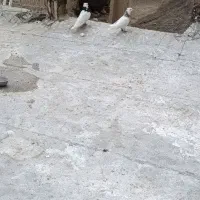 کبوتر طوقی|پرنده|نورآباد, |دیوار