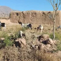 بز.