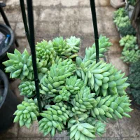 انواع ساکولنت و کامتوس ریز گل و گیاه ا