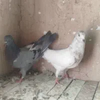 پرشی