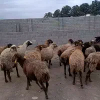 میش بره دار|حیوانات مزرعه|چناران, |دیوار