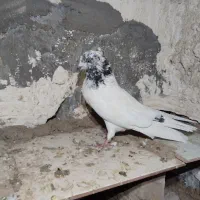 کفتر معاوضه با سگ