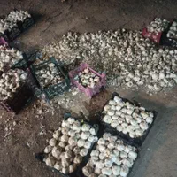 سیر|خوردنی و آشامیدنی|اصفهان, سرشبادران|دیوار