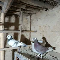 کبوتر|پرنده|زالیان, |دیوار