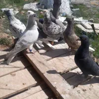 ۹تاکفترپرنده