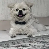 سگ کراس 9 ماهه