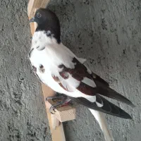 دوتا افغونی سیاه کل