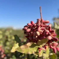 اجاره باغ پسته (خوشه کال و رسیده)