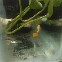 بچه گوپی و گوپی