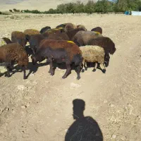 ۱۳ راس میش بره غزل افشار و افشار|حیوانات مزرعه|نهاوند, |دیوار