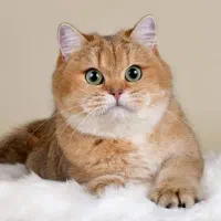 پت شاپ مارال(اسکاتیش، بریتیش ،نژادهای وارداتی)