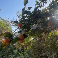 خرمالو