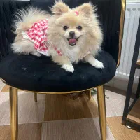 توله سگ پامرانین روباهی