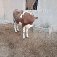 گاوآلمانی شیری همراه باگوساله نر|حیوانات مزرعه|باوی, |دیوار