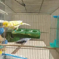 قناری معاوضه با عروس یا سهره|پرنده|کوهدشت, |دیوار