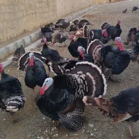 بوقلمون آماده برای شب یلدا