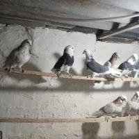 کبوتر زیبا کفتر درجه یک