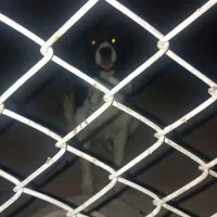 واگذاری سگ قدرجونی