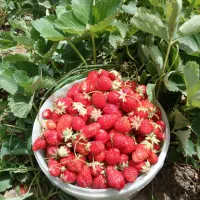 ریشه توت فرنگی