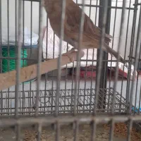 ماده درجه یک|پرنده|اصفهان, بوستان ناژوان|دیوار