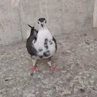 ماده سینه گلین|پرنده|اصفهان, سرچشمه|دیوار