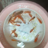 ماهی قرمز|ماهی|سلطانیه, |دیوار