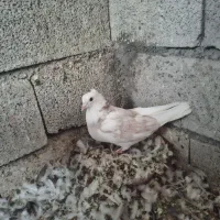کبوتر جوجه|پرنده|ماکو, |دیوار