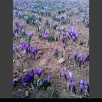 چهار شاخ زنی زعفران|خدمات باغبانی و درختکاری|مشهد, عسگریه|دیوار