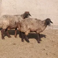 میش|حیوانات مزرعه|بجنورد, |دیوار